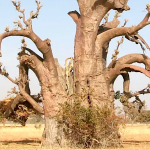 What the documentation of 1.8 billion trees in West Africa means for climate change adaptation
