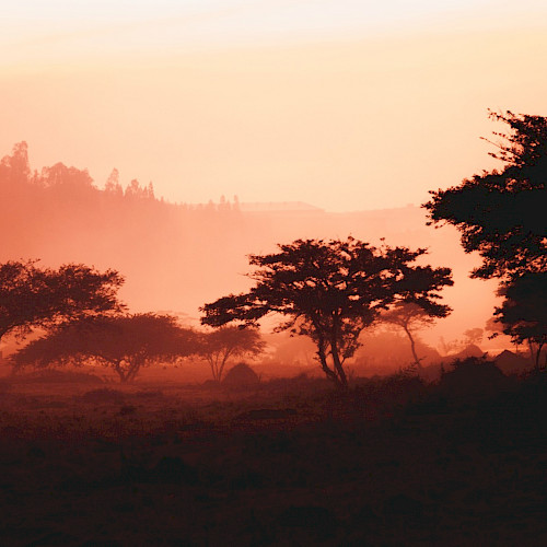 Integrating trees into a restored farming landscape in Rwanda