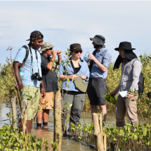 Mangrove Restoration Project Reaches 90 Percent Survival Rate and Becomes Model for Large-Scale Restoration Initiatives
