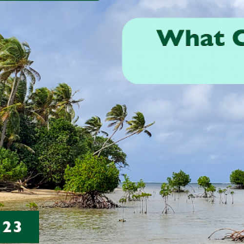 Webinar: What Can Mangroves do For You?