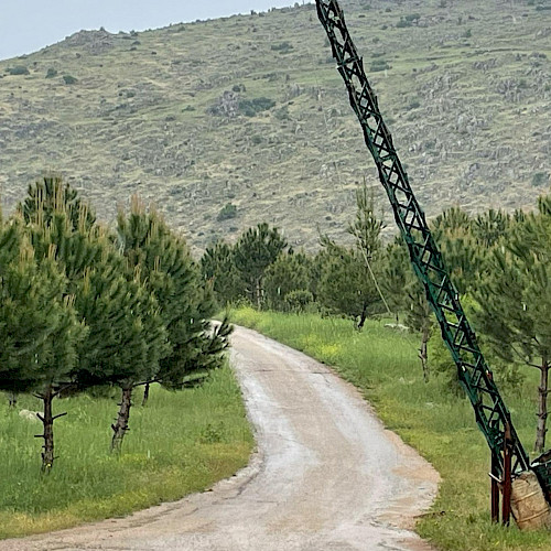 Restoring Lebanon's forests