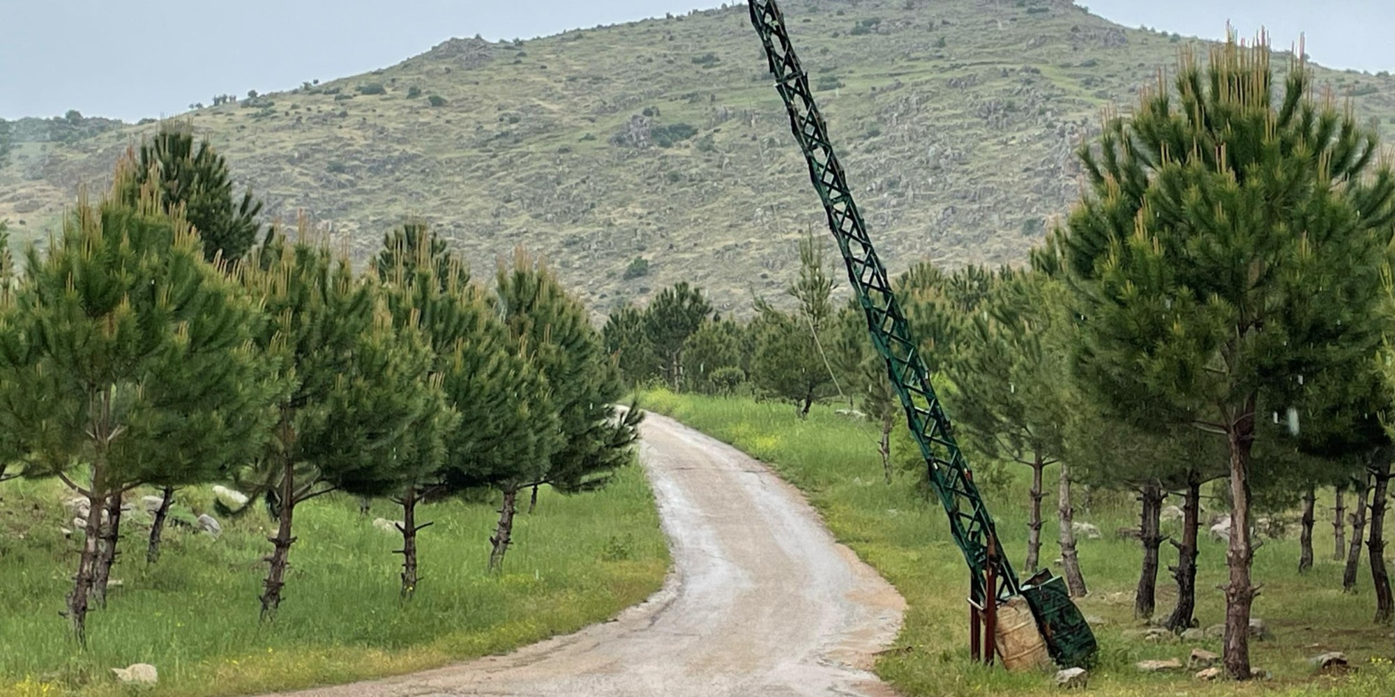 Restoring Lebanon's forests