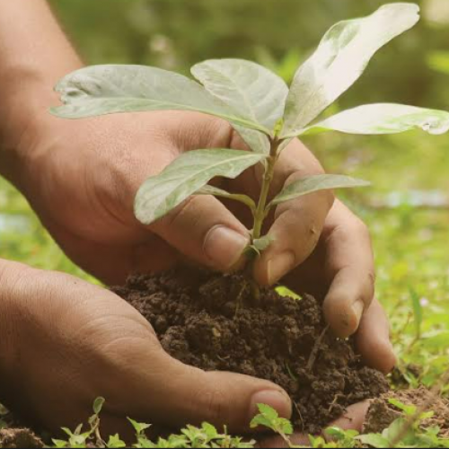 Restoring Forests and Trees for Sustainable Development: Policies, Practices, Impacts, and Ways Forward