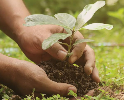 Restoring Forests and Trees for Sustainable Development: Policies, Practices, Impacts, and Ways Forward