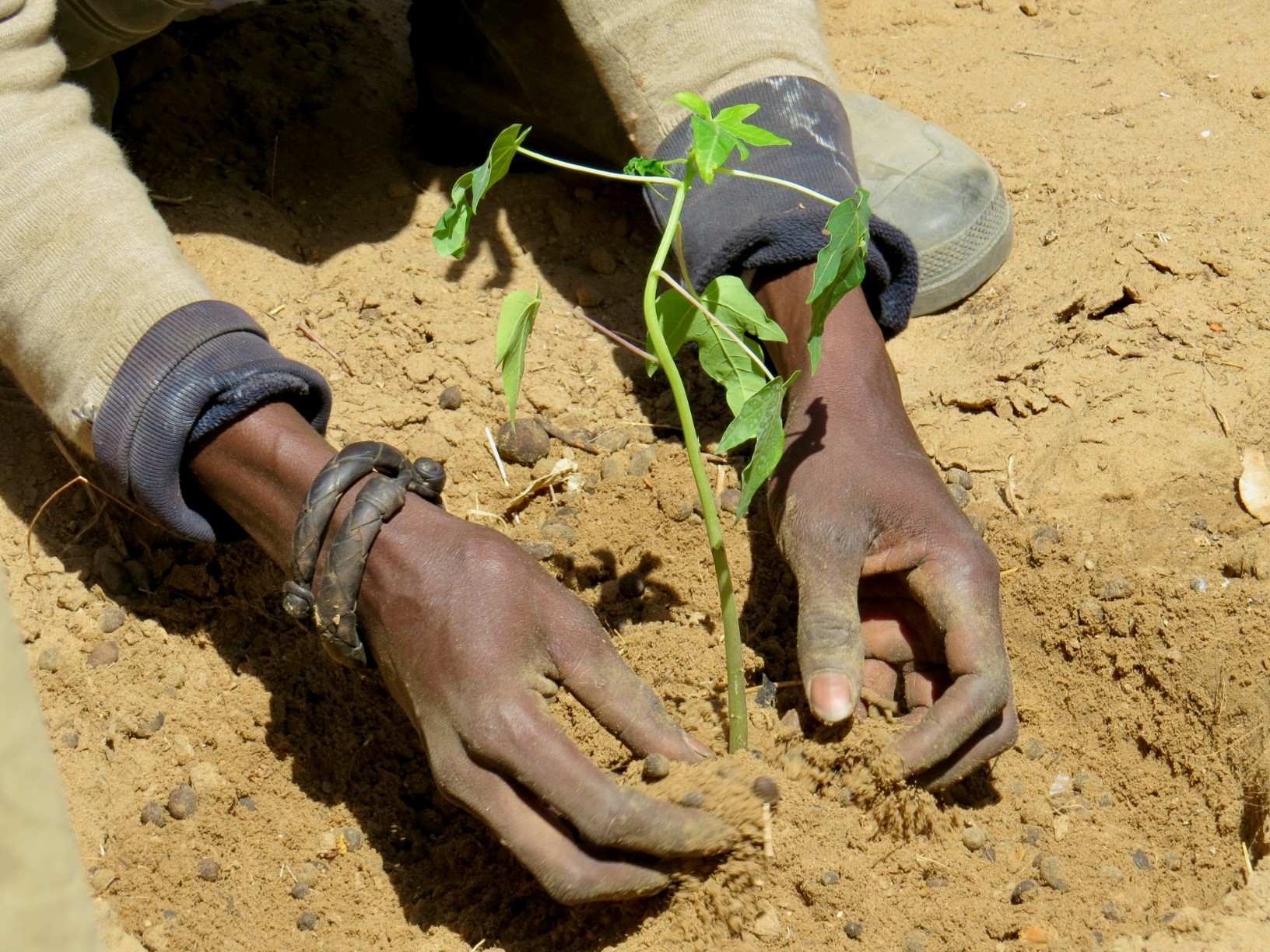 Using different approaches is essential to help communities on landscape restoration