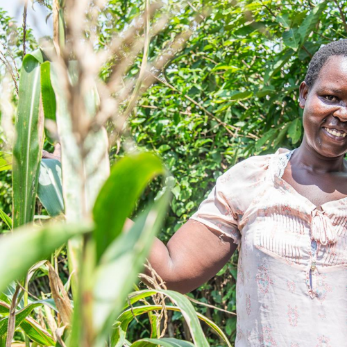 Tree tech: Growing a More Resilient Future