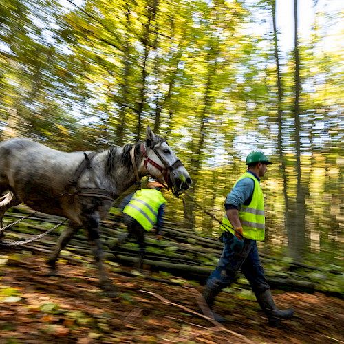 Safeguarding Romania’s forests