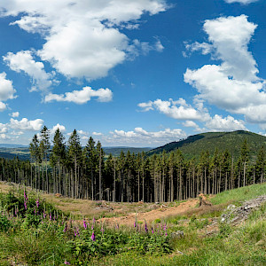 Stay tuned for SOFO 2026 - The State of the World’s Forests