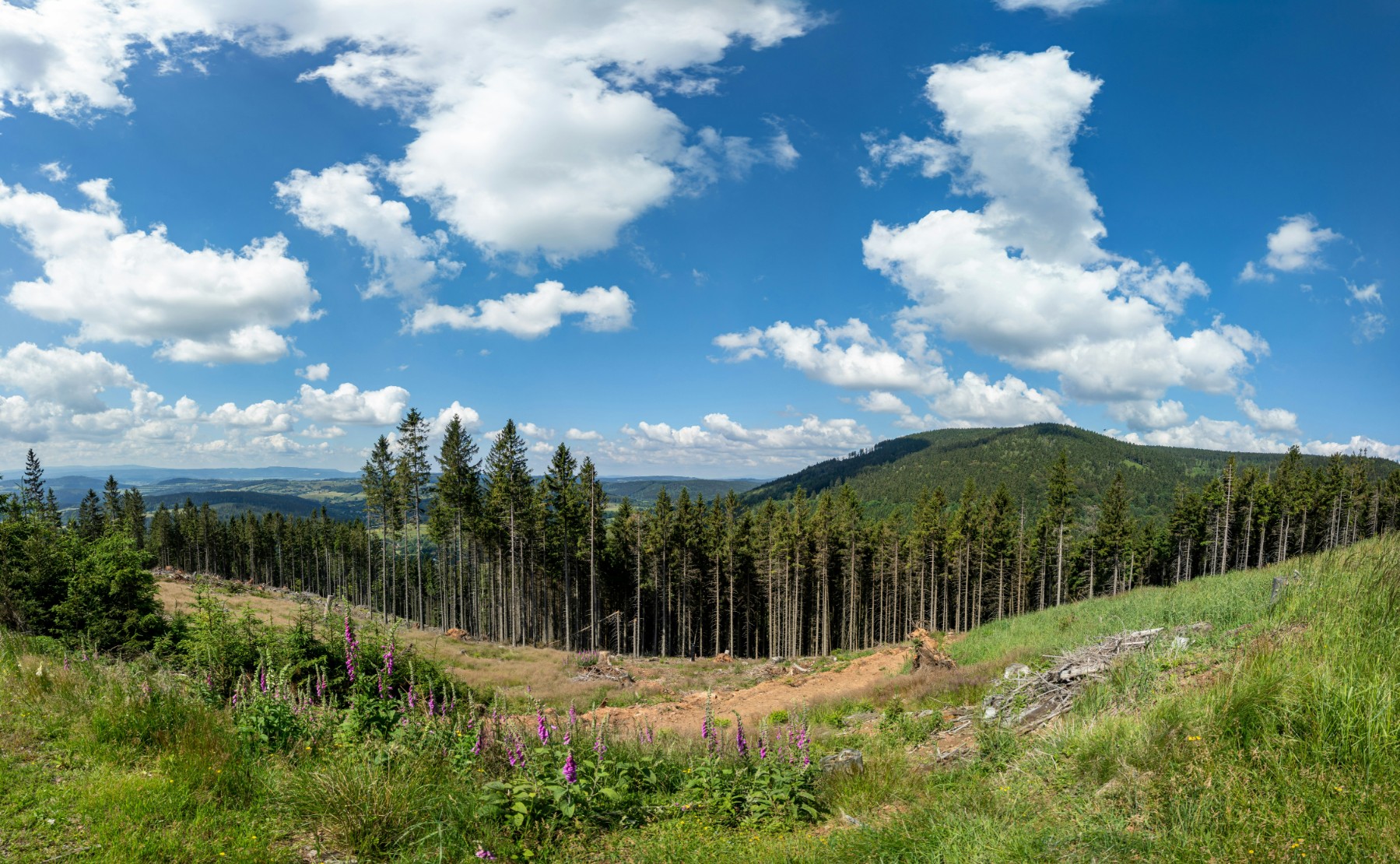 Stay tuned for SOFO 2026 - The State of the World’s Forests